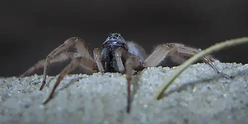 male A. brasiliensis