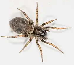female A. subparva