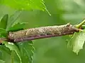Larva