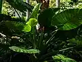 Foliage and fruit at City Botanic Gardens, Brisbane.