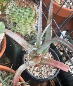 An Aloe divaricata plant growing in a black plastic pot. The leaves are long and grey-green with red marginal teeth, and the lower leaves have a reddish tint