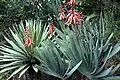 At Funchal, Madeira