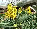 In flower