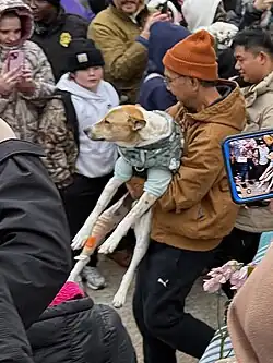 A pariah dog in a green vest being carried by a man through a crowd