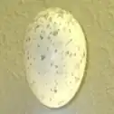 A cream egg with light buff blotches
