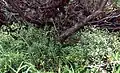 Listera cordata Habitat (Alpine Biotope)