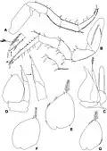 Alpioniscus sideralis from Grotta Su Bentu, male paratype: limbs[5]