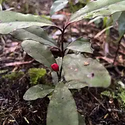 A small green-leaved plant with a red berry