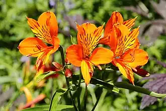 Inca lily - Alstroemeria aurea 'Orange King'
