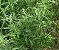 Leaves, lush (Catalonia)