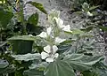 Pale clustered flowers with purple centres and velvety leaves with recessed veins