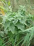Velvety leaves (Germany)