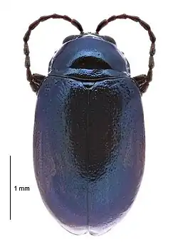 Altica cirsicola