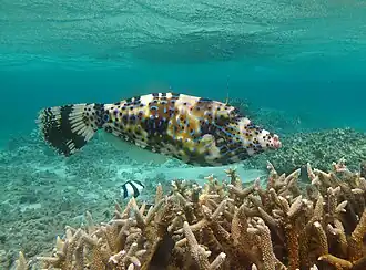 In the Indian Ocean, Réunion