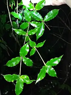 Foliage
