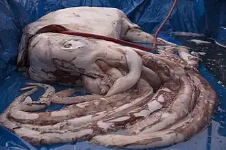 #657 (16/8/2018), Giant squid caught by hook and line off Greymouth, New Zealand, shown here on the day of its dissection at the Auckland War Memorial Museum (see also during dissection)