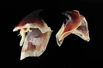 #657 (16/8/2018), Detail of the same beaks, the upper on the left