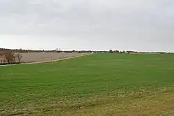 Young wheat field on Dillon Road