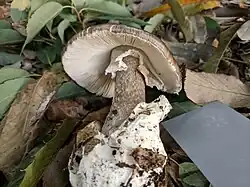 Amanita fuliginea found growing under mixed woods of hardwoods and pine trees in Tsukuba, Ibaragi, Japan