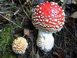 refer to caption
