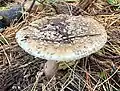 Amanita rubescens in coniferous woodland, Wales, UK