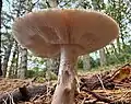 Underside of Amanita rubescens in coniferous woodland, Wales, UK