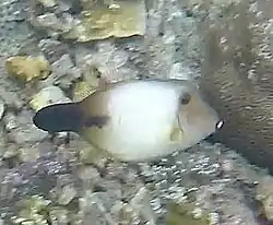 In Indonesia