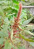 Amaranth (edible) flower
