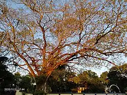 Ficus religiosa