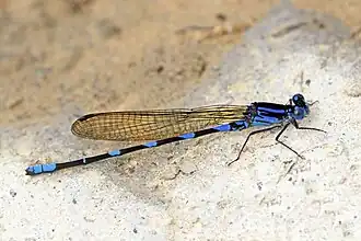 Amber-winged dancer A. adamsi male