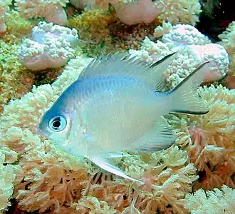Image 23Most coral reef fish have spines in their fins like this damselfish. (from Coral reef fish)