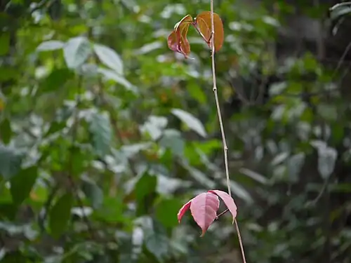 New growth