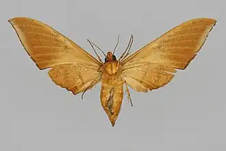 Female ventral view