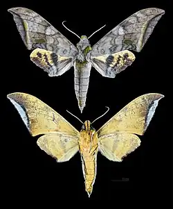 Ambulyx immaculata