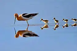 American avocet adult with chicks, Great Sand Dunes National Park