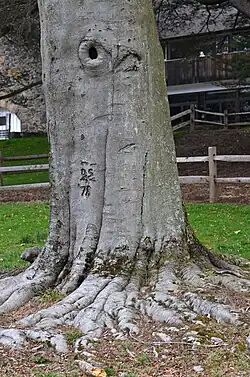 Trunk with carving