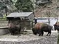 American bisons