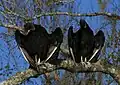 American black vultures.