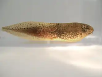 Tadpole