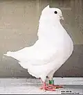 White Giant American Crest