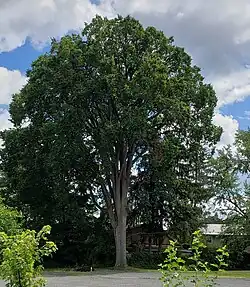 American Elm Tree in Easthampton, Massachusetts (August 2022). Across the street, from the park, in the rotary in which stood the "Pulpit Elm" until 1952.