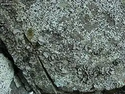 "Dermatocarpon americanum" found at Mount Wilson, San Gabriels, so. CA
