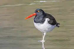In Chile
