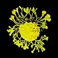 Physarum polycephalum, a true slime mould