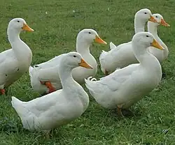 White Pekins are raised for meat.