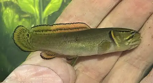 Young juvenile, in Tennessee