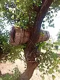Traditional beehive, commonly found in Northern Nigeria, ingeniously crafted from thatch, specifically dried grasses.