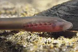 Ammocoetes larva of Lethenteron reissneri