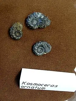 Kosmoceras ornatum