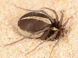 female